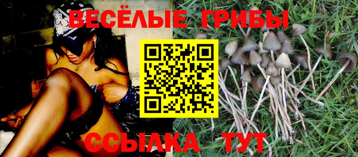 Ленинск-Кузнецкий  Псилоцибиновые грибы Cubensis  Вход с VPN 
